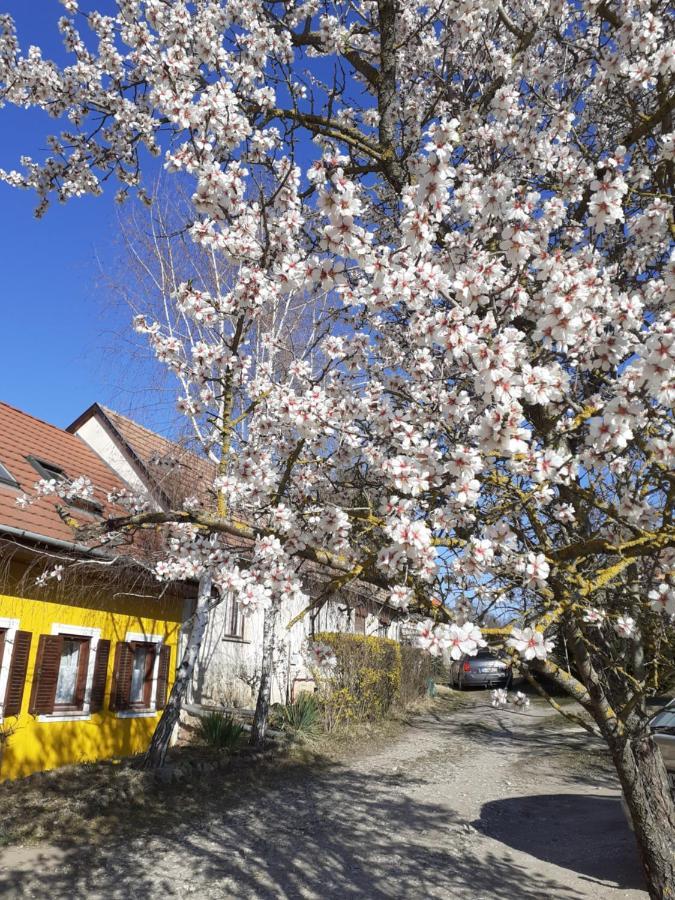 Eva Vendeghaz Villa Tata Dış mekan fotoğraf